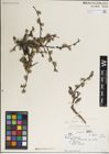 Foto von Salix karelinii Turcz. ex Stschegl.